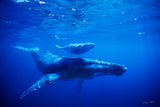 "Humpback Mother and Calf"