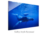 "Humpback Mother and Calf"