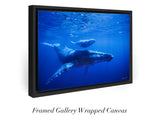 "Humpback Mother and Calf"
