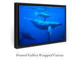 "Humpback Whales"