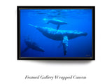 "Humpback Whales"